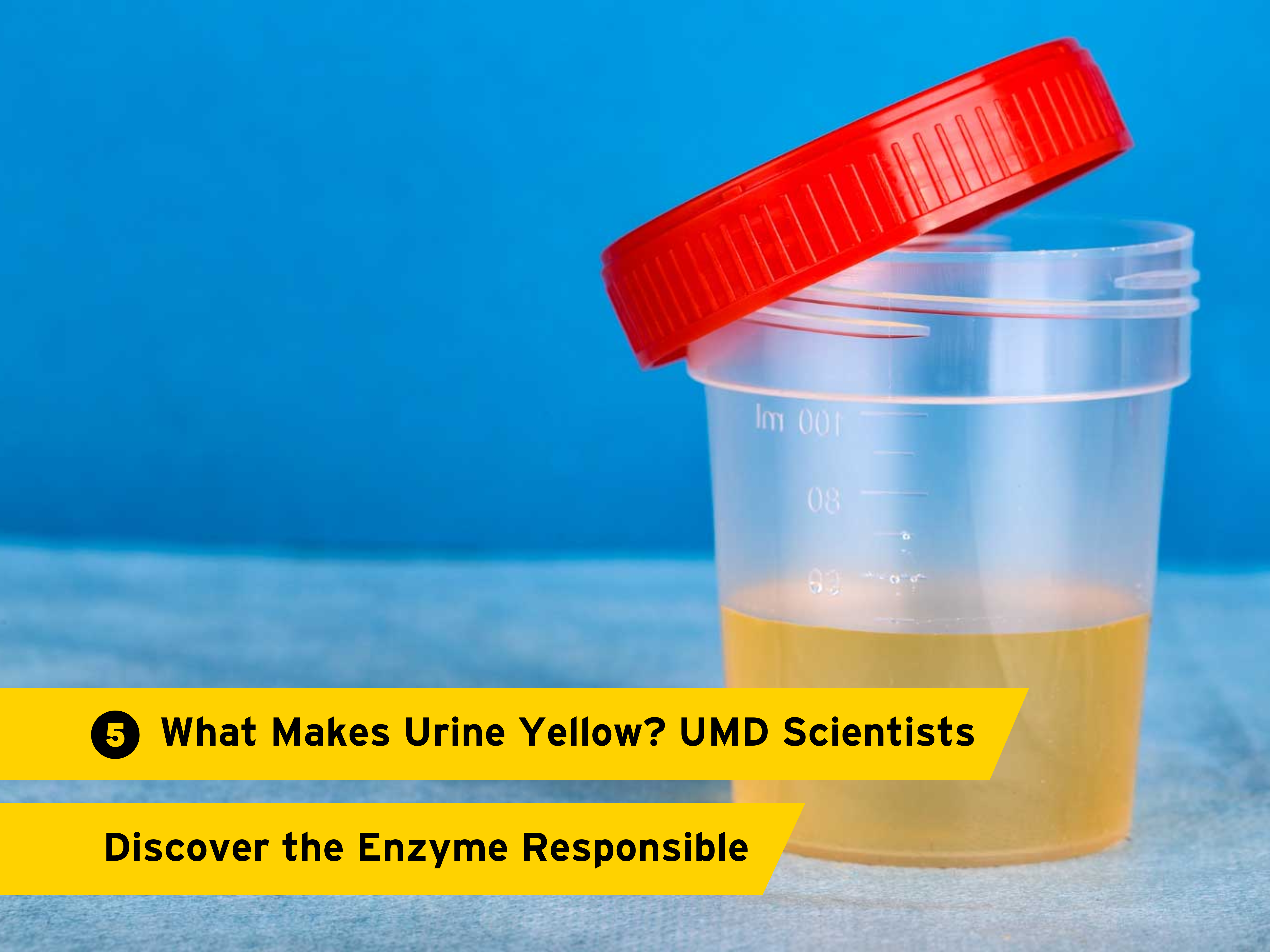 5. What Makes Urine Yellow? UMD Scientists Discover the Enzyme Responsible 