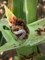 Earworm in corn stalk