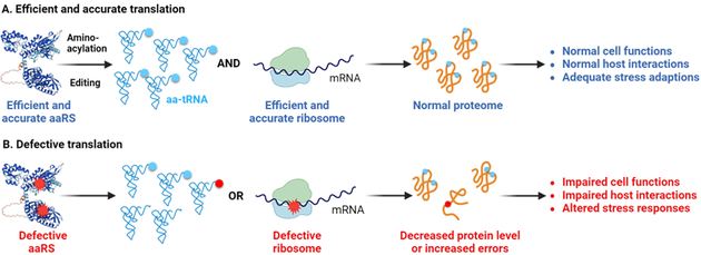 defects in protein synthesis