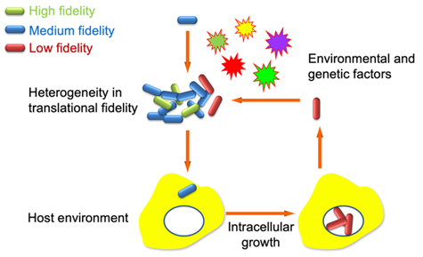 model for role of translational fidelity in bacteria-host interaction