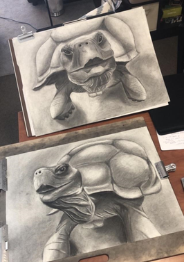 tortoise drawing