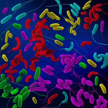 A computer-colored micrograph image of Vibrio bacteria.