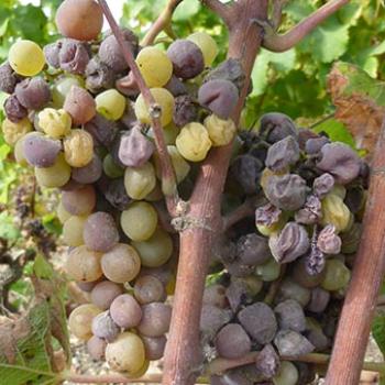 grapes infected with botrytis