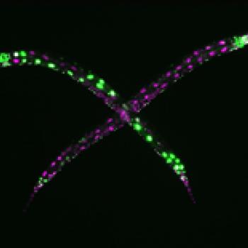 tissue homogeneity