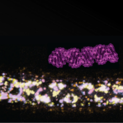 Multiple forms of double-stranded RNA (blue, magenta, orange structures) cross cell membranes with the help of a conserved protein located in novel sites (colored by depth) throughout the roundworm's body.