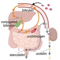 A diagram of bilirubin