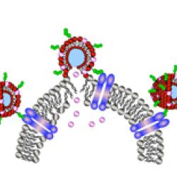 catanionic vesicles