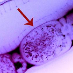 oocyte with rna being fertilized