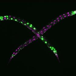 tissue homogeneity