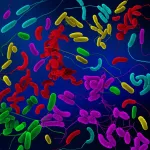 A computer-colored micrograph image of Vibrio bacteria.