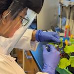 A woman in blue surgical gloves wearing a face shield works with a plant on a lab bench.
