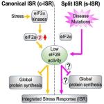 Diagram comparing Canonical ISR (c-ISR) and Split ISR (s-ISR).