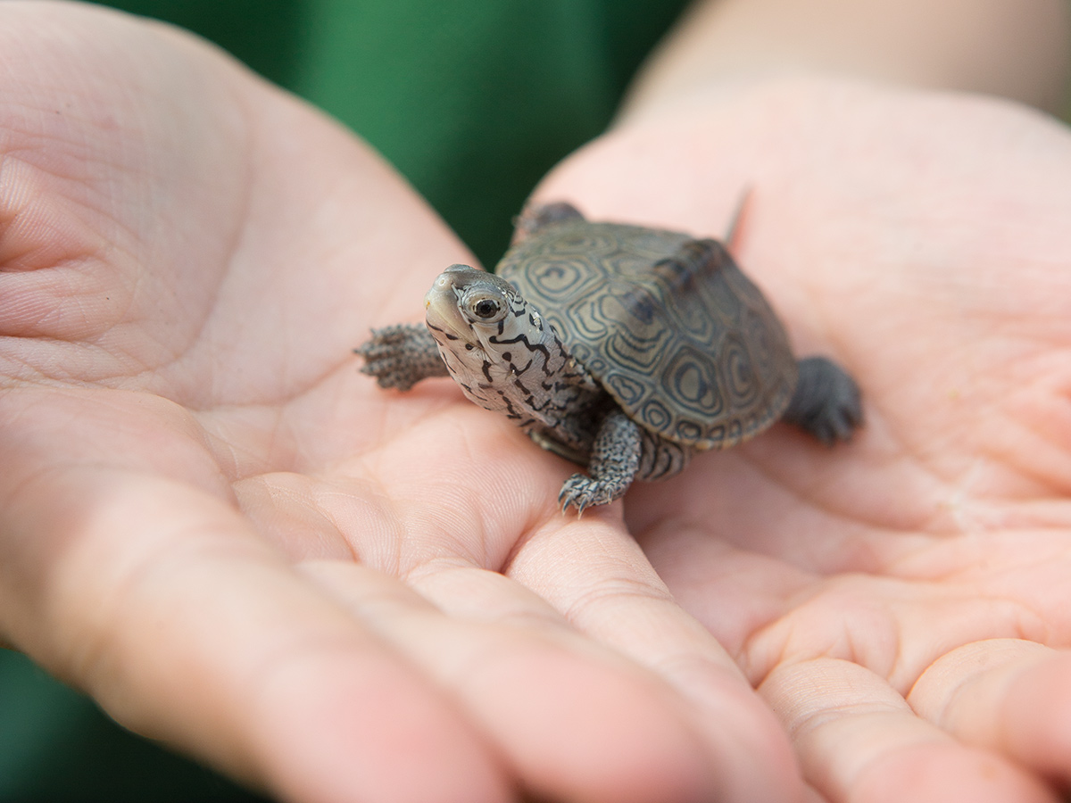 A tiny baby terrapin cupped in someone's hands